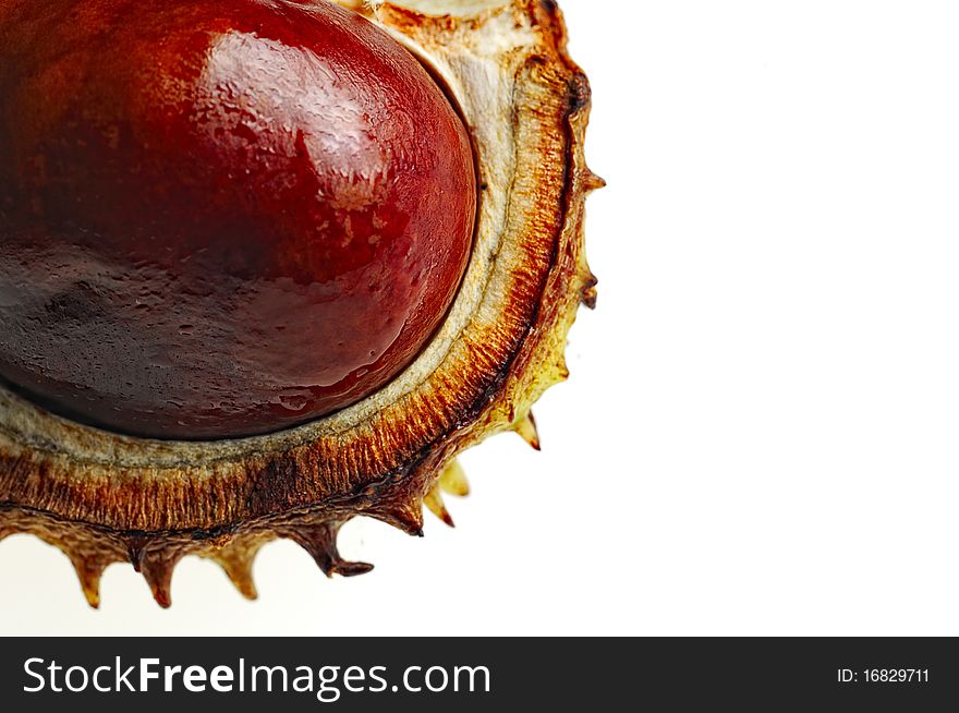 Macro shot conker (Horse Chestnut fruit) in case, isolated on white, room for text. Macro shot conker (Horse Chestnut fruit) in case, isolated on white, room for text
