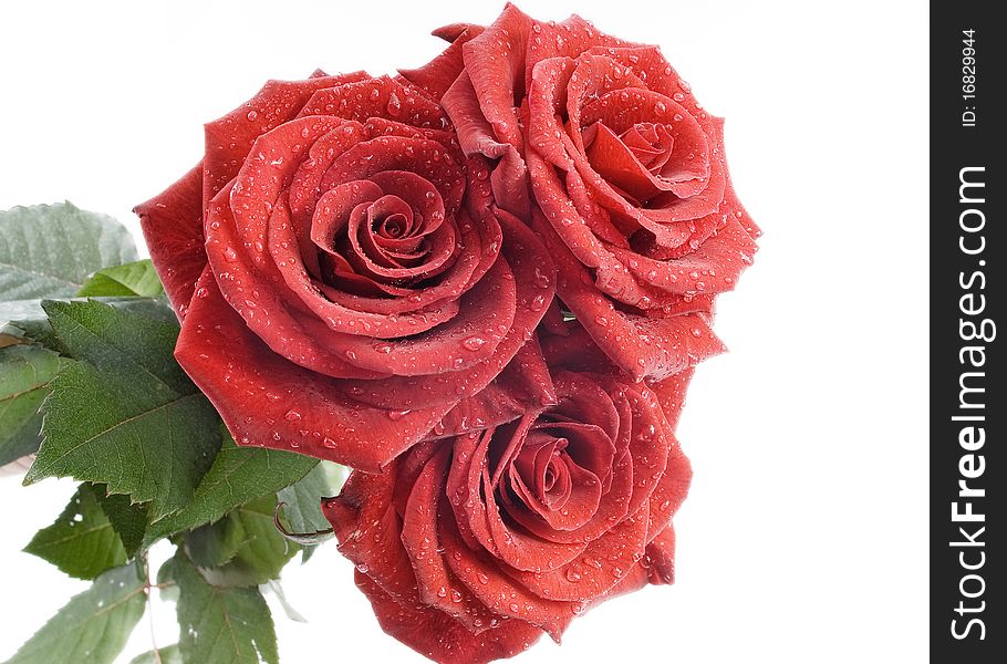 Three red roses with drops of water on the white background