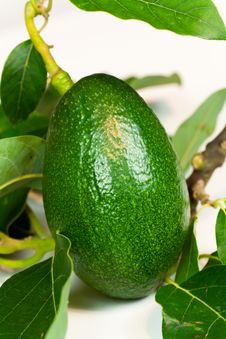 Avocado With Leaves On A White Background Stock Photography Avocado With Leaves On A White Background Stock Photography