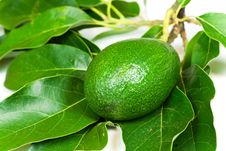 Avocado With Leaves On A White Background Royalty Free Stock Photography Avocado With Leaves On A White Background Royalty Free Stock Photography