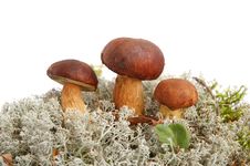 King Boletus Edulis Stock Photos King Boletus Edulis Stock Photos