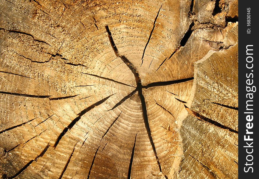 Cross-section of an old tree trunk