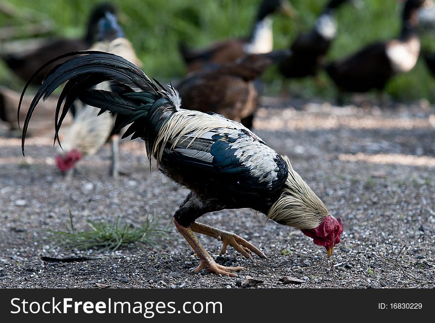 Colorful male chicken was eating