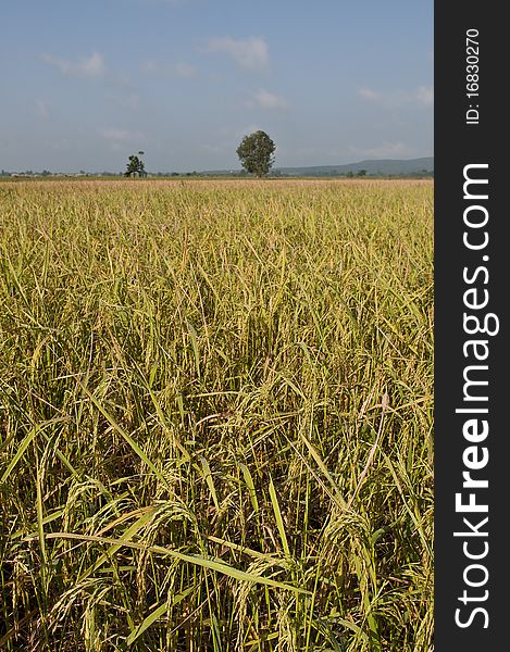 View photos, yellow rice fields