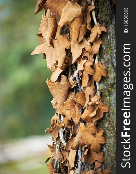 Close up shot of withered ivy leaves on tree. Copy space