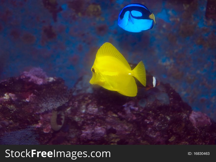 Yellow Tang and Blue tang. Yellow Tang and Blue tang