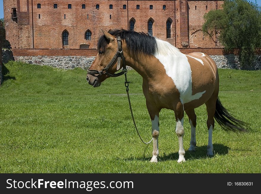View of horse with medieval Teutonic Order castle in Swiecie, Poland in the background. View of horse with medieval Teutonic Order castle in Swiecie, Poland in the background