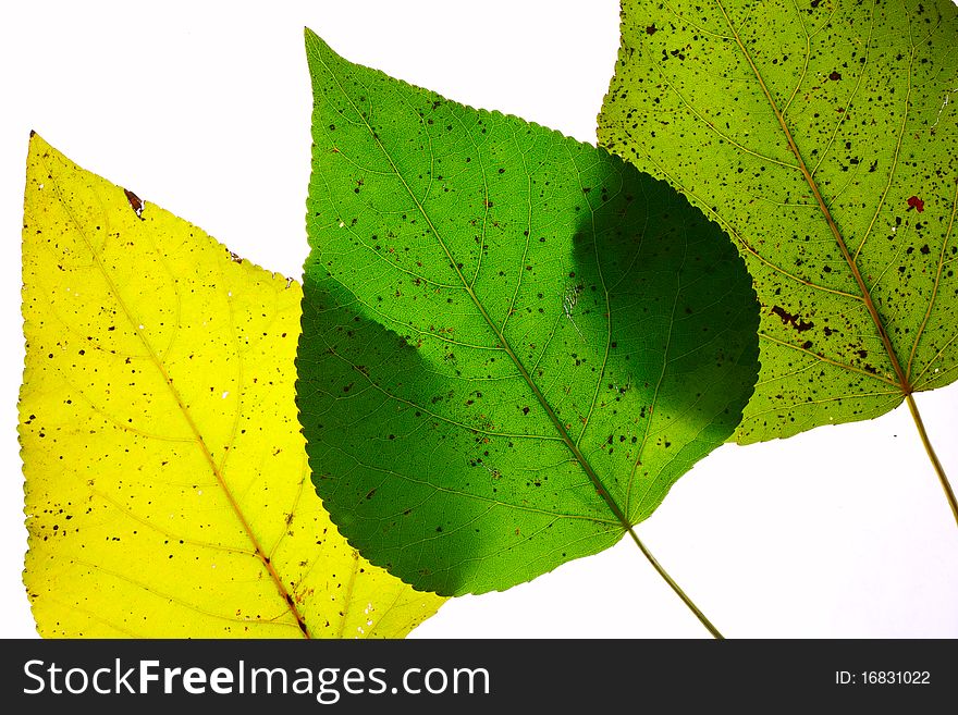 Autumn leaves on a white background