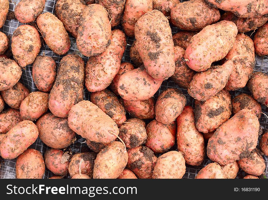 A fresh potatoes during harvest