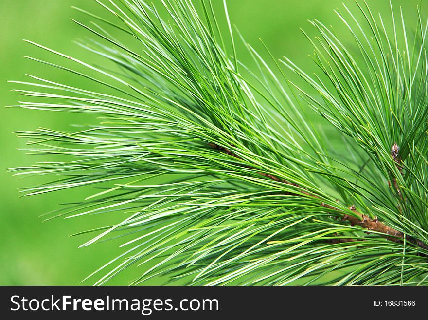 The green needles symbol of winter holidays grow in wood