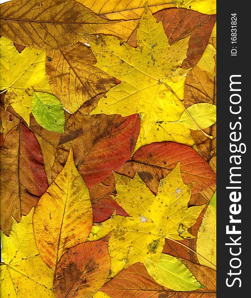 Colorful autumn leaves suitable as background. Colorful autumn leaves suitable as background