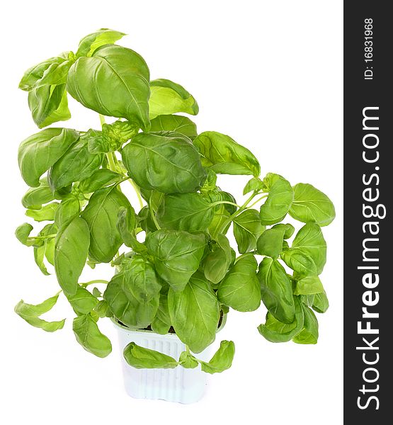 Fresh Green Basil Plant