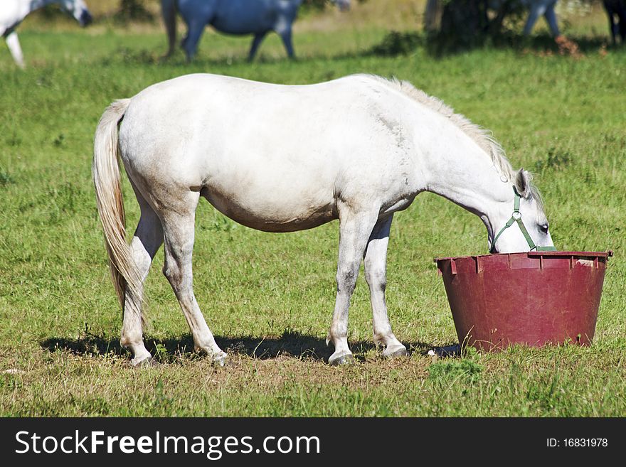Lipica white horse, eat from the bowl on the farm. Lipica white horse, eat from the bowl on the farm