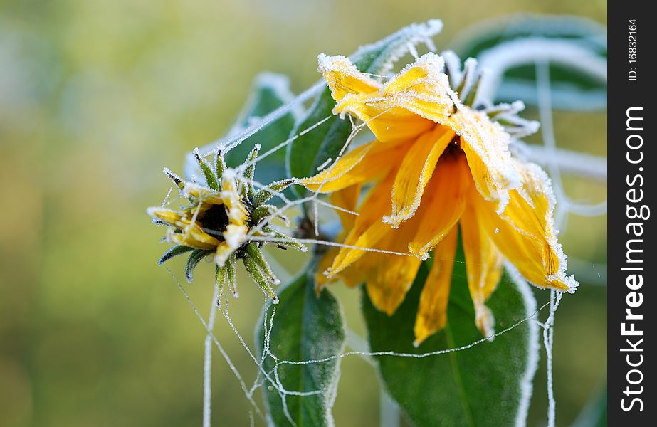 Early morning, hoarfrost on the frozen flower