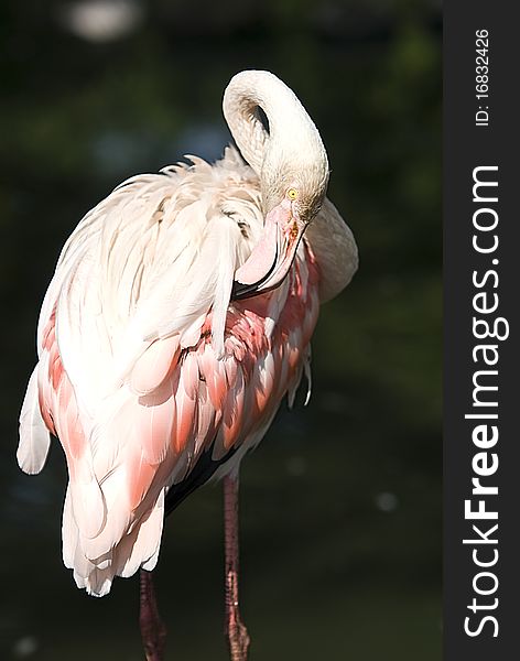 Portrait  of a pink flamingo