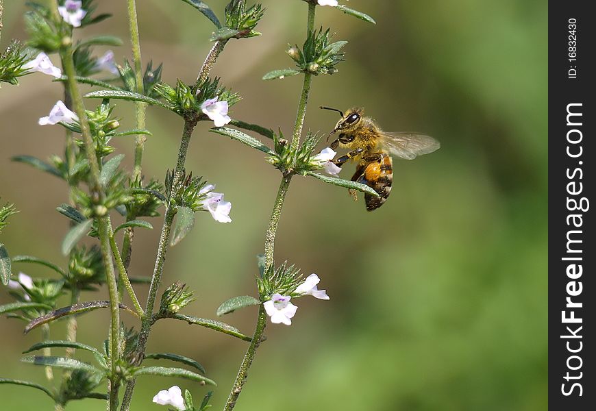 A honey bee flying top of flower