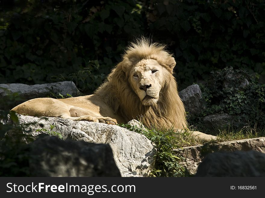 A lion lying on a rock