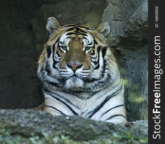 Cute looking tiger lying down