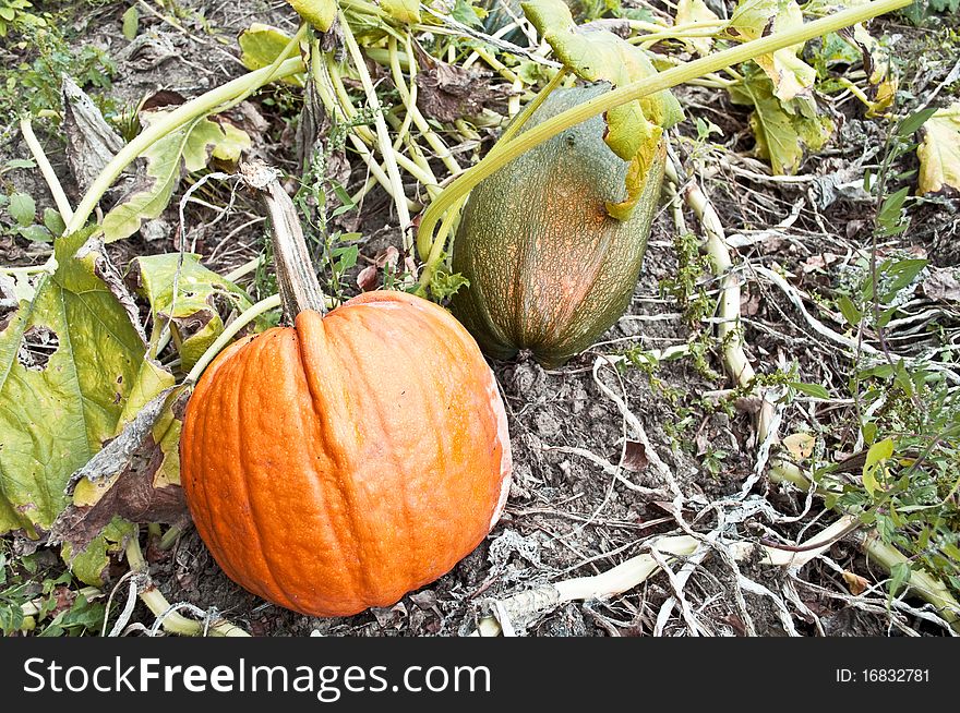 Pumpkins growing in a cultivated garden