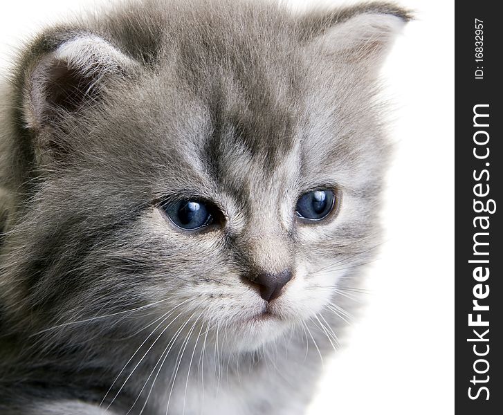 Portrait of a grey kitten with dark blue eyes on white background