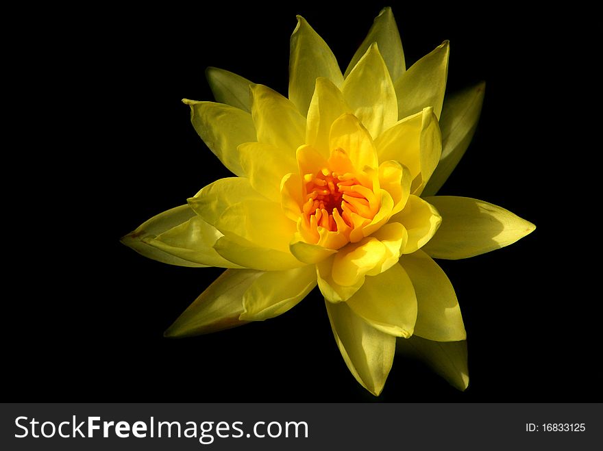 Beautiful yellow lotus on a black background