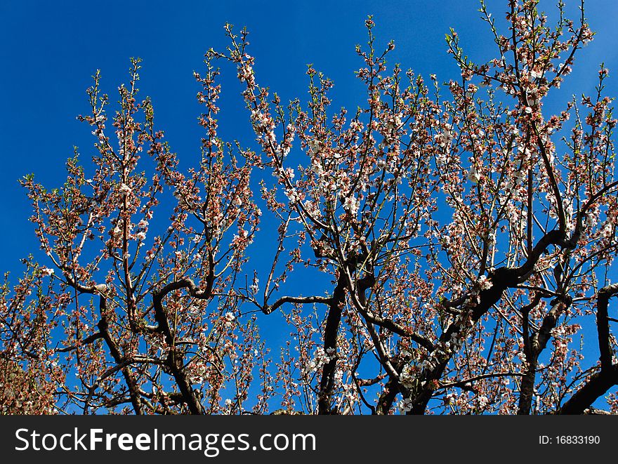 Peach blossom with sky in background