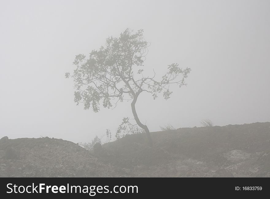 A boken tree in the fog. A boken tree in the fog