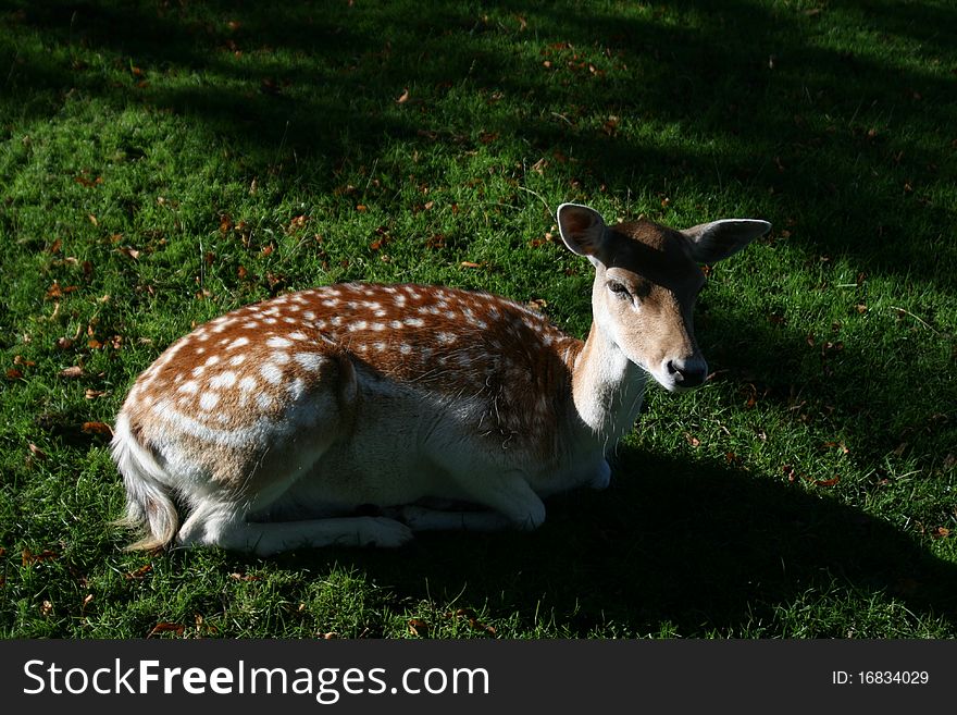 A spotted deer in a park in Netherlands