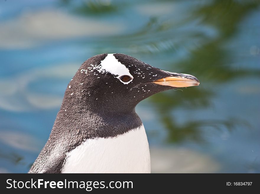 Gentoo Penguin