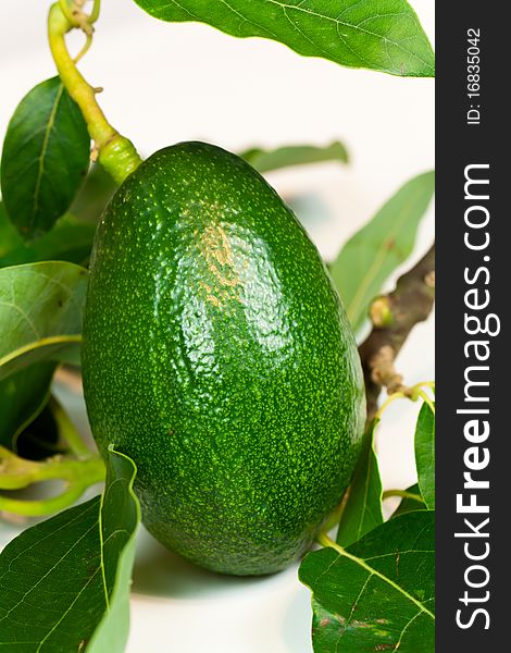 Ripe Avocado with leaves on a white background .