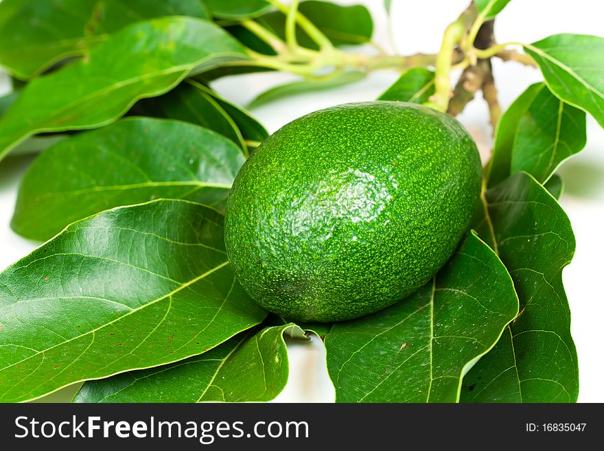 Ripe Avocado with leaves on a white background .