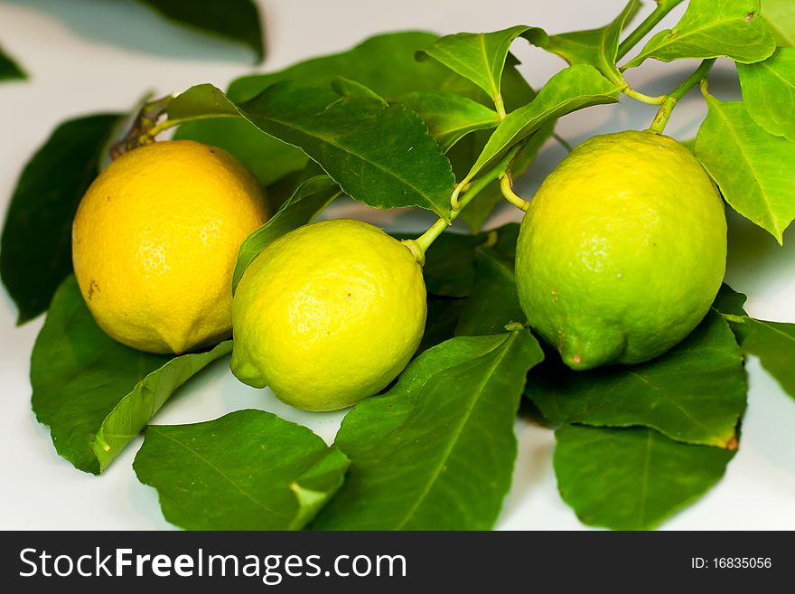 Ripe Lemon with Leaves  on white background