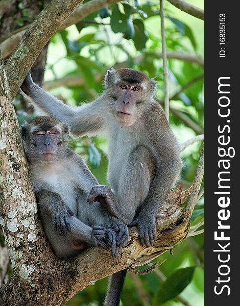 A male and female long-tailed macaque resting on a tree branch at Bako National Park, Sarawak, Malaysian Borneo. A male and female long-tailed macaque resting on a tree branch at Bako National Park, Sarawak, Malaysian Borneo.