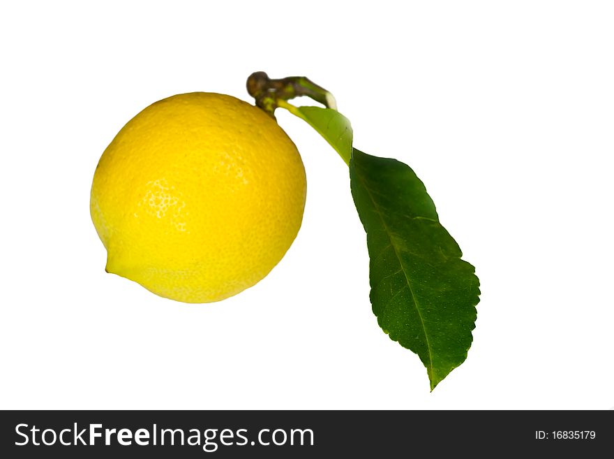 Ripe Lemon With Leaves  On White Background