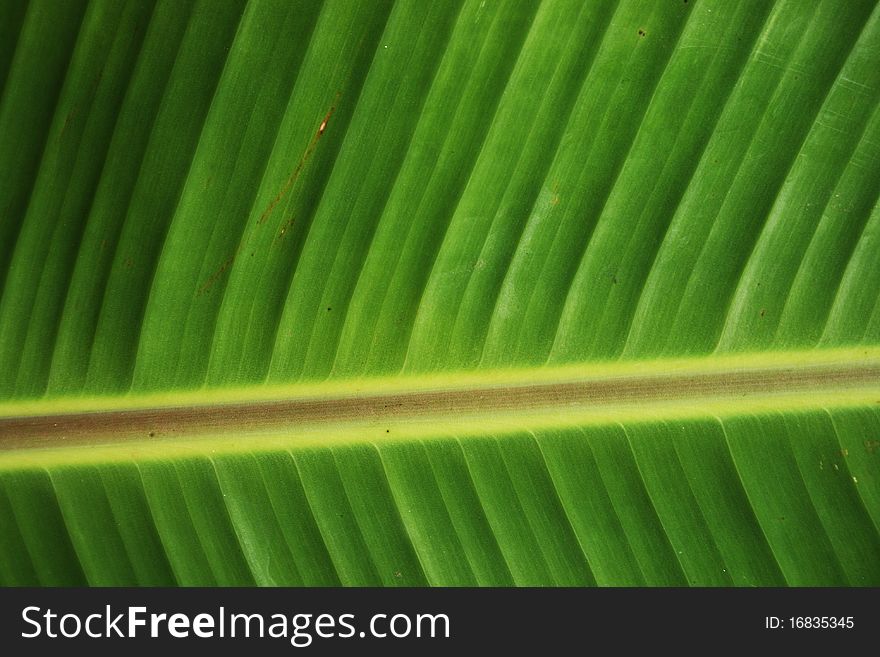 A young green leaf with green, yellow & brown composition. A young green leaf with green, yellow & brown composition.