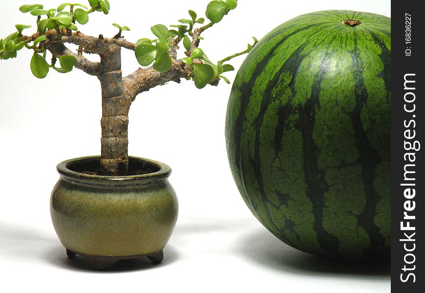 Sweet melon and ornamental deciduous tree is very beautiful