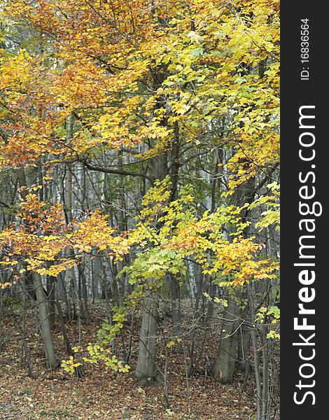 Yellow leaves on the trees in autumn