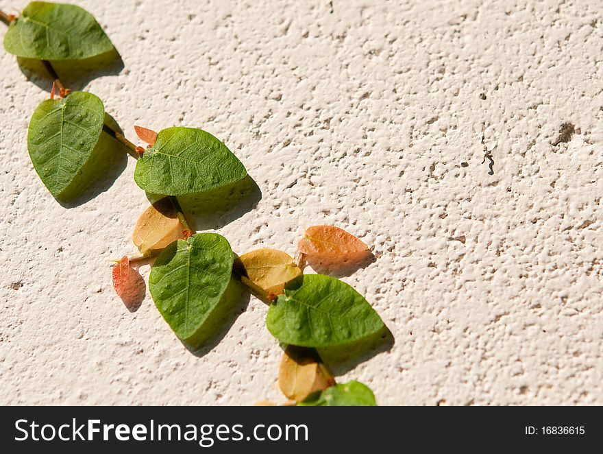 The green and red leaves plant growing on the wall. The green and red leaves plant growing on the wall