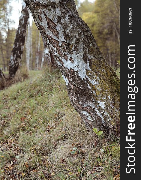 Birch trunks in progression in the woods