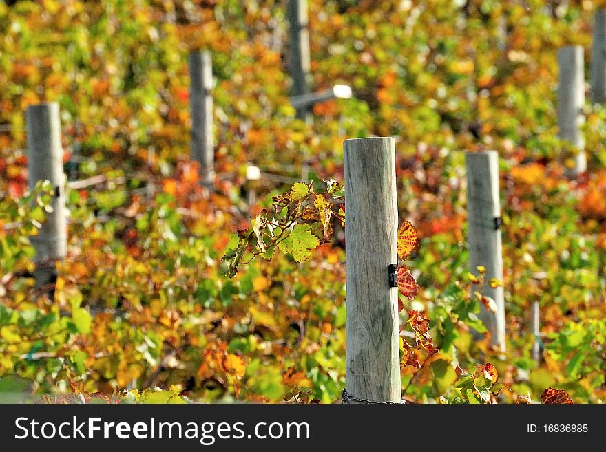 Close-up of a vineyard in mid fall. Close-up of a vineyard in mid fall