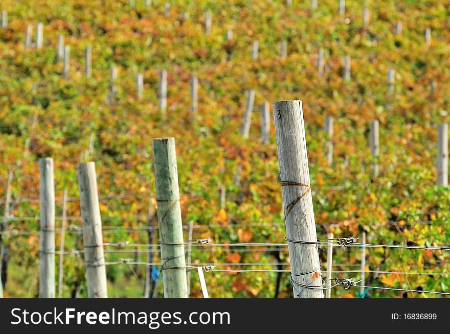 Close-up of a vineyard in mid fall. Close-up of a vineyard in mid fall