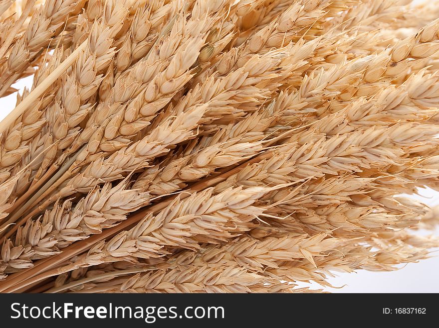 Wheat ears on white background