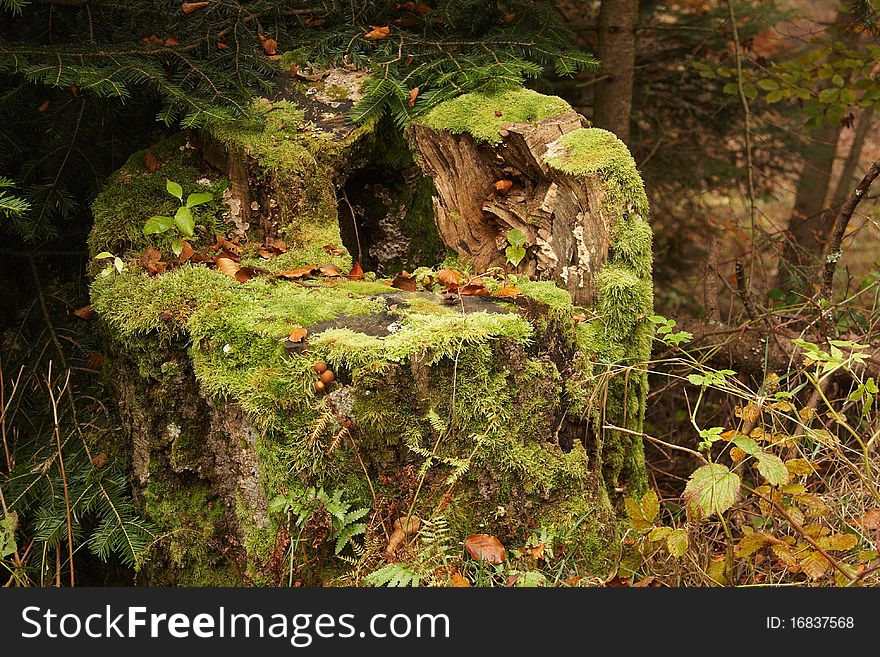 Autumn tree trunk closeup in forest