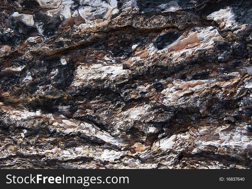 Pine tree burn bark texture detailed