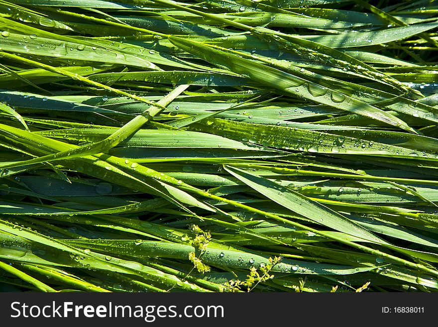 Green wheat grass with dewdrops