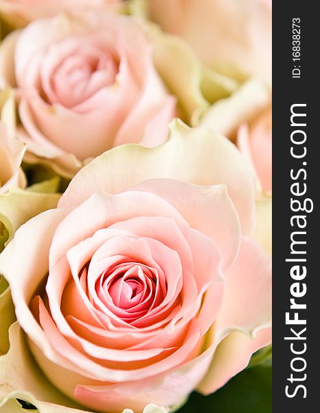 Background from two beautiful pink roses, small DoF. Background from two beautiful pink roses, small DoF