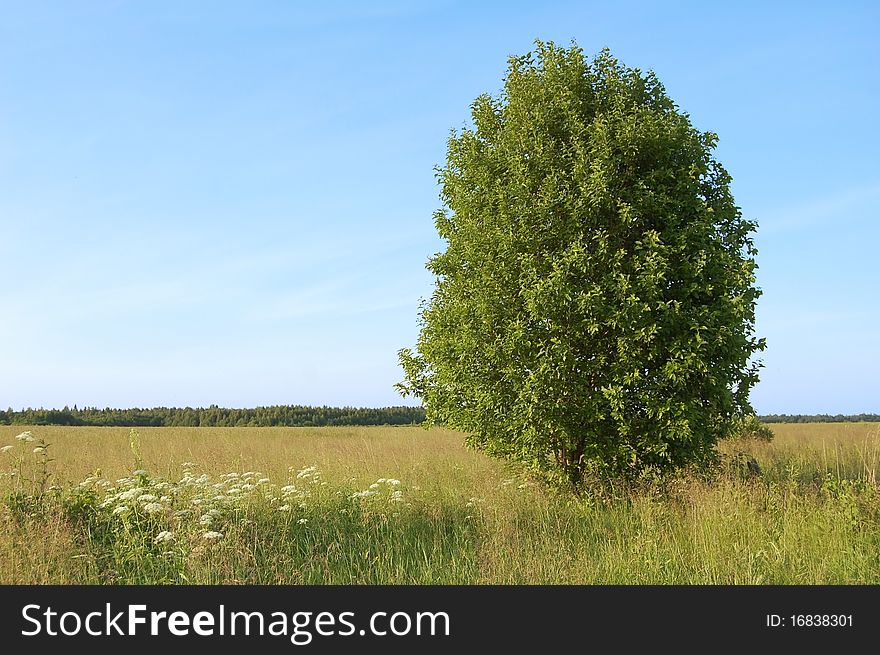 Big attractive green tree in the field