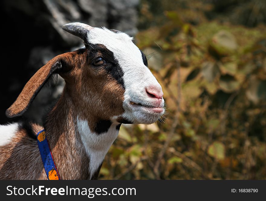 A portrait of a little young goat in the farm, its looks like it is thinking something. A portrait of a little young goat in the farm, its looks like it is thinking something.