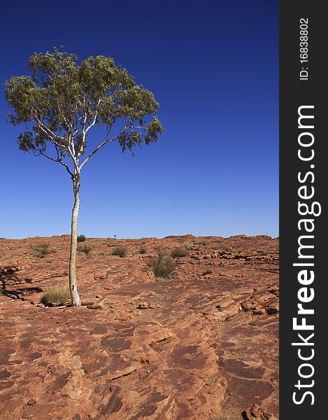 A isolated tree stands in Kings Canyon in Australia, it shows the lonelyness and a great feeling of the strong will.
