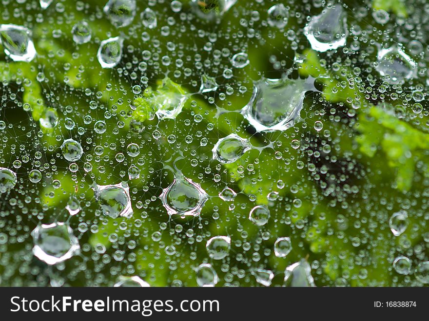 Water droplets on spider web over green shrub. Water droplets on spider web over green shrub